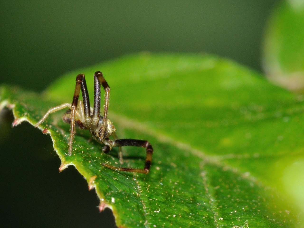 Misumena vatia